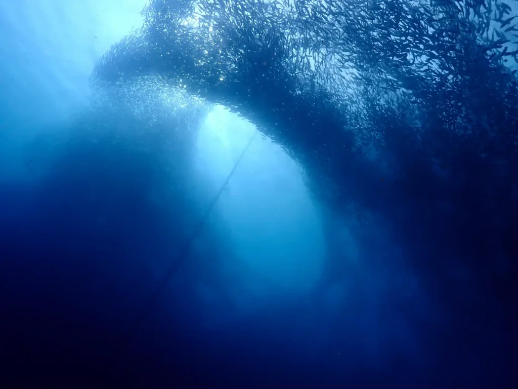 Sardine Run - Moalboal