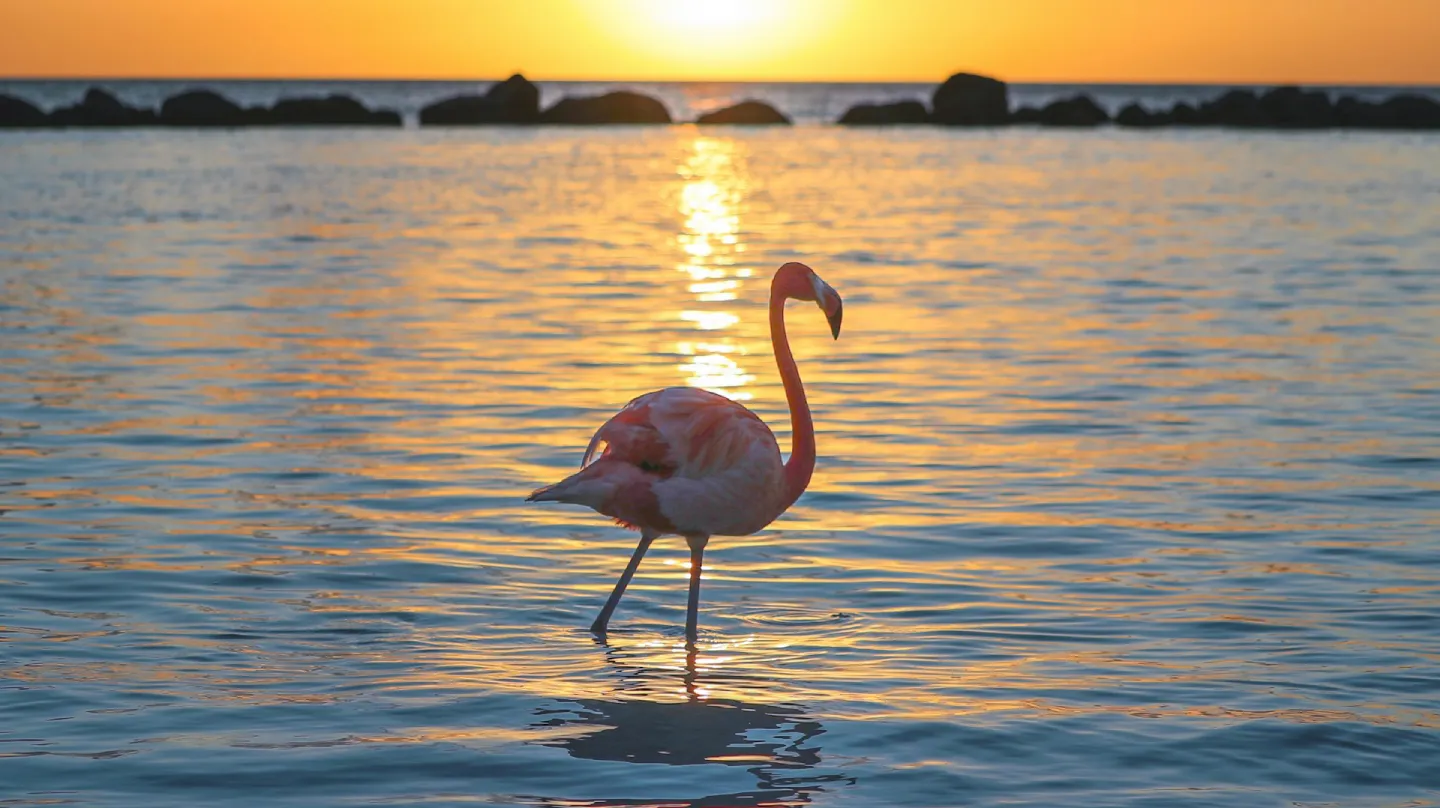 Hoe Lang Vliegen Naar Azoren