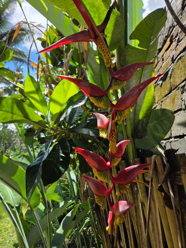 Bloemen in Tetebatu