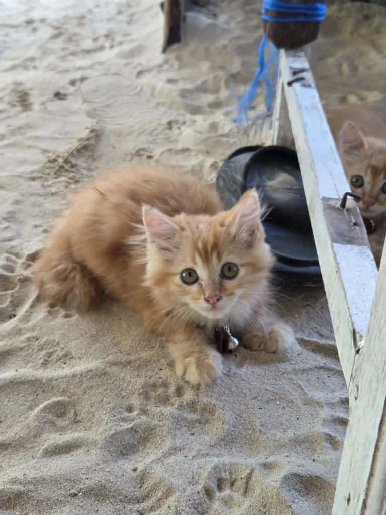 Kitten op het strand
