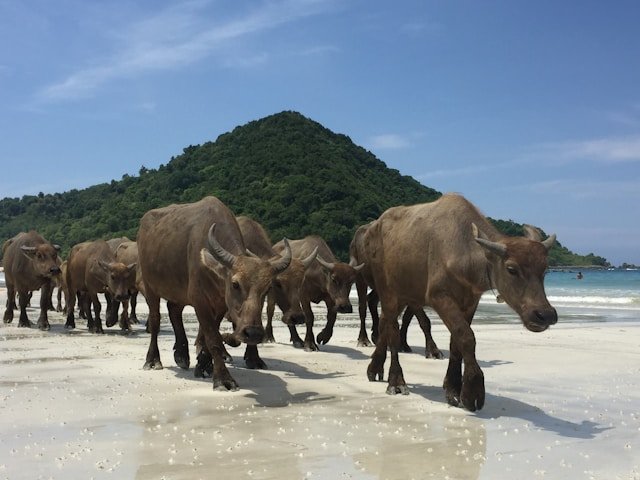 Waterbuffels op Selong Belanak beach